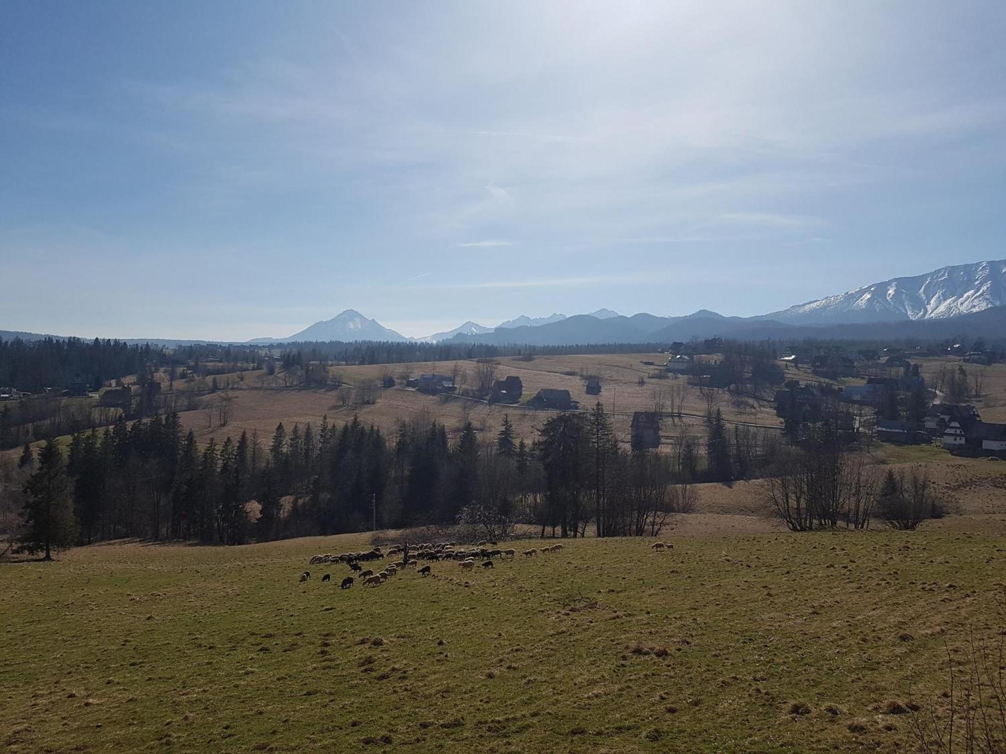 Villa Dorota Zakopane Buitenkant foto