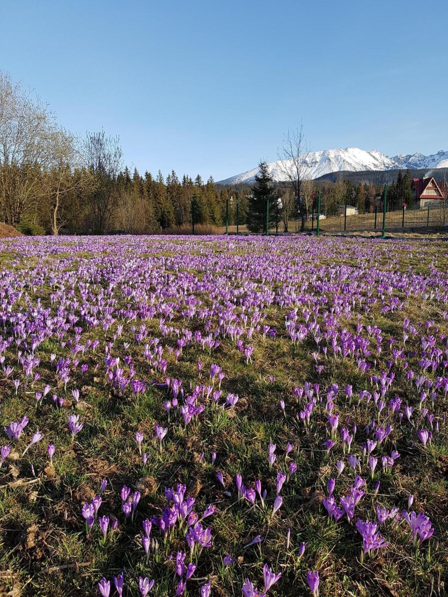 Villa Dorota Zakopane Buitenkant foto